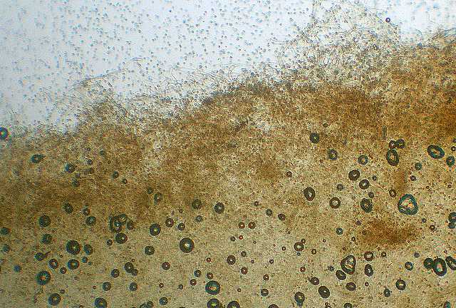 Tubaria conspersa    (Pers.)    Fayod